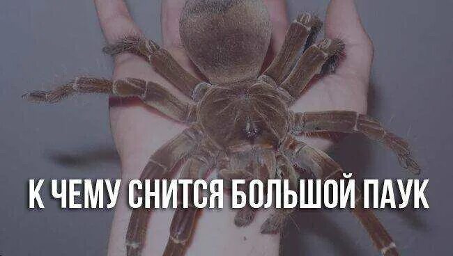 Приснился большой паук. Большой паук во сне. К чему снится паук незамужней девушке. Приснился большой черный паук. К чему снится паук незамужней девушке.