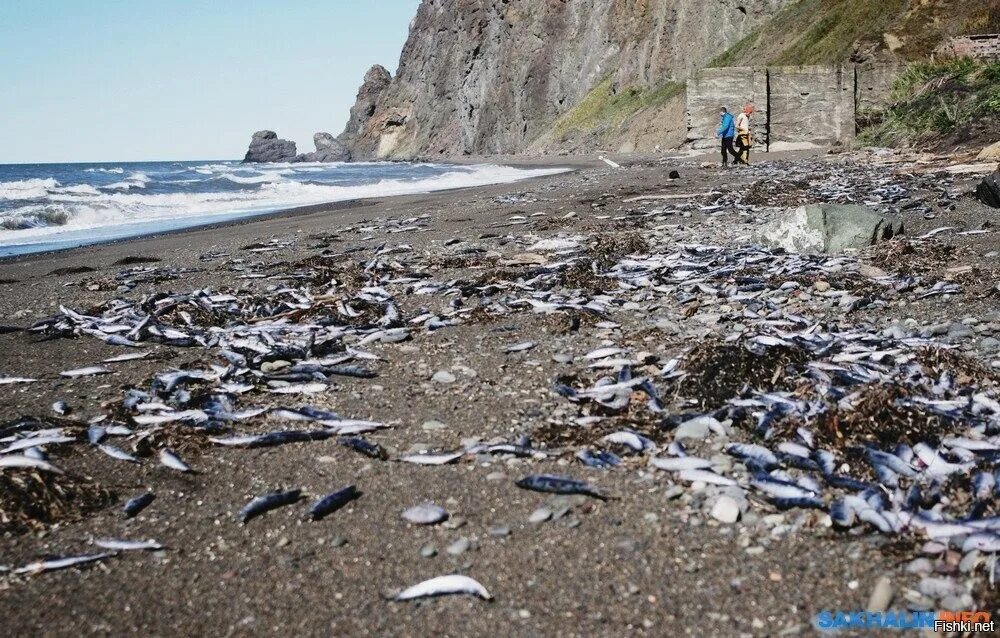 Погибло много рыбы. Морская катастрофа на Камчатке. Козельский полигон Камчатка. Катастрофа на Камчатке. Водоросли или Козельский полигон?. Халактырский пляж Камчатка катастрофа.