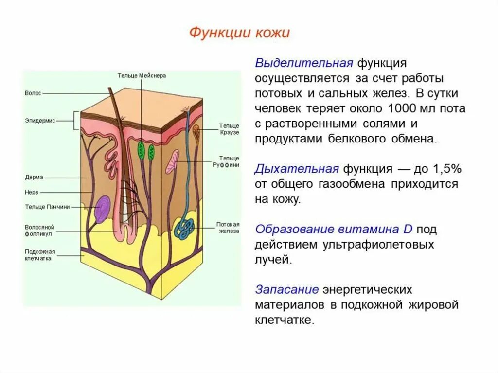 Кожа выделительная система строение и функции. Структура кожи биология 8 класс. Строение и функции выделительной кожи. Биология 8 класс кожа наружный покровный орган.