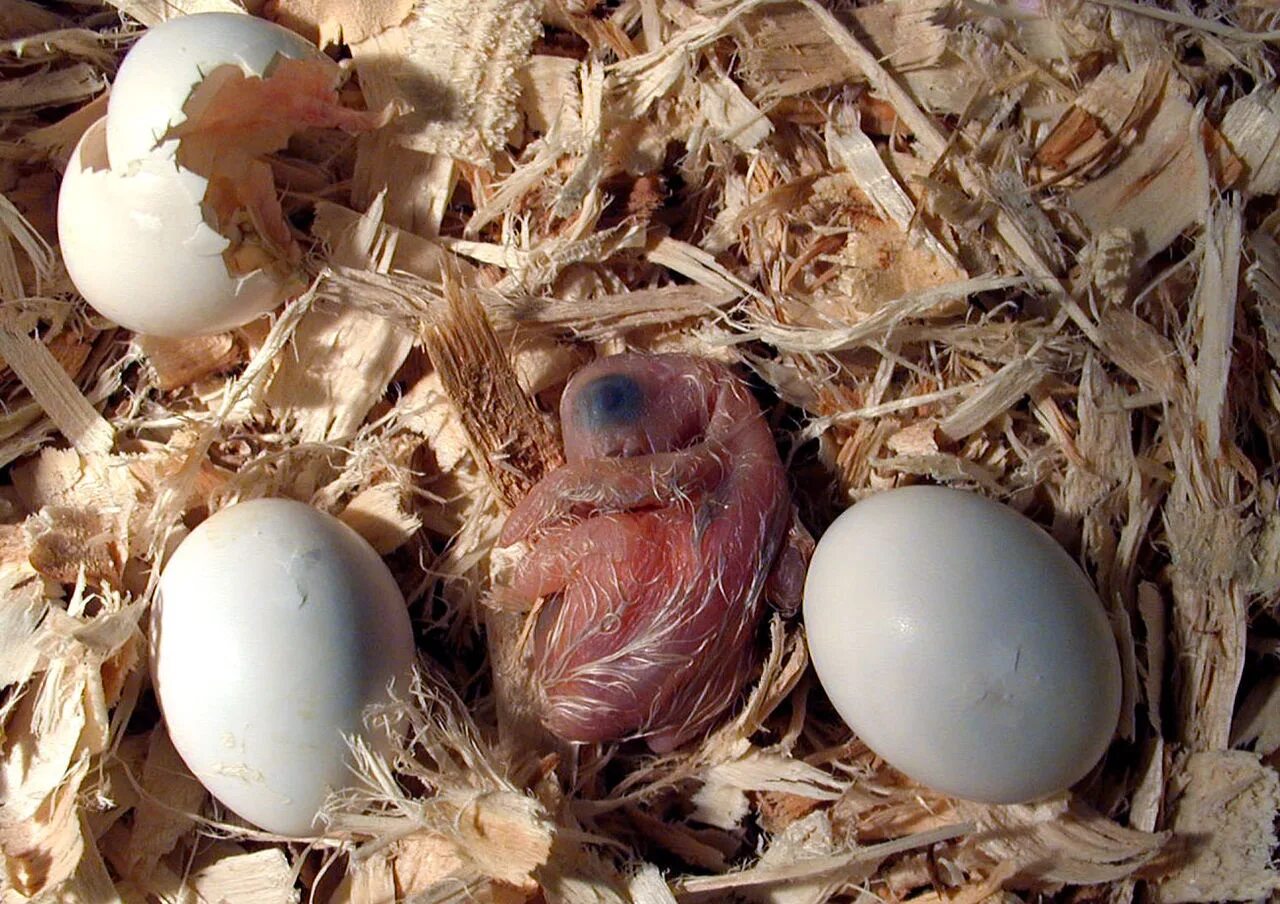 Яйца скворца. Зебровые амадины яйца. Сколько вылупляется птенец. Канарейка амадина. Вылупившийся птенец.