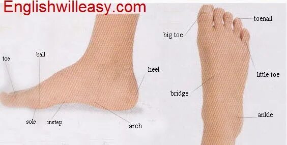 Foot parts. Instep часть тела. Название пальцев на ноге. Feet на английском. Parts of foot.