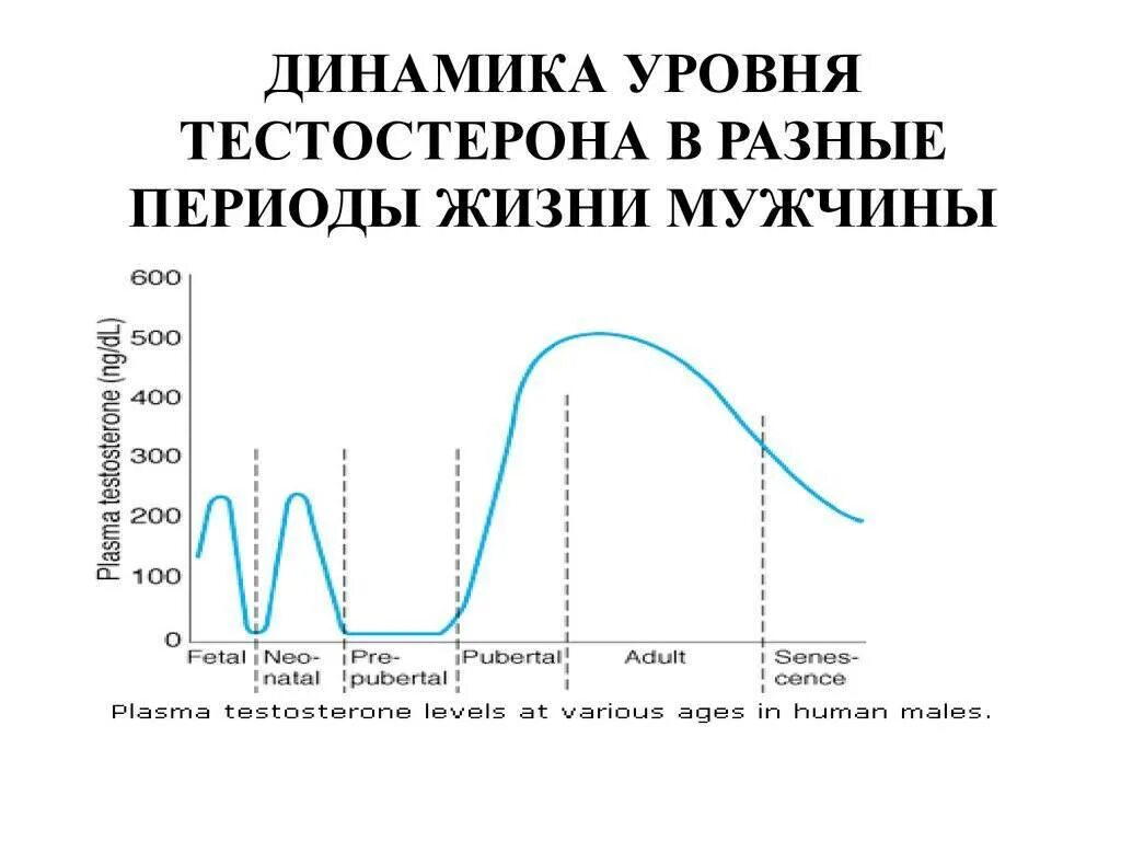 В какое время вырабатывается тестостерон. График выработки тестостерона. график изменения уровня тестостерона. уровень тестостерона. график уровня тестостерона у мужчин.