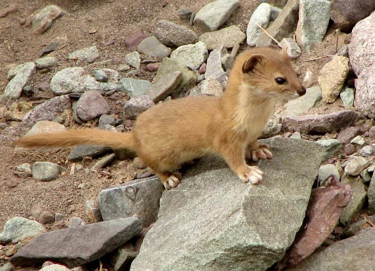 Ласка и кот