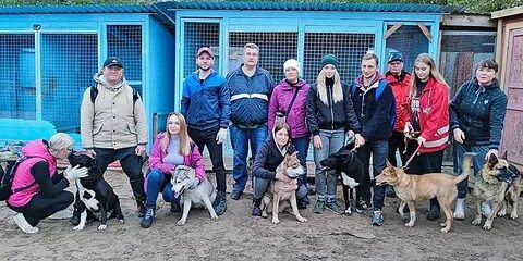 Собак рыбинск