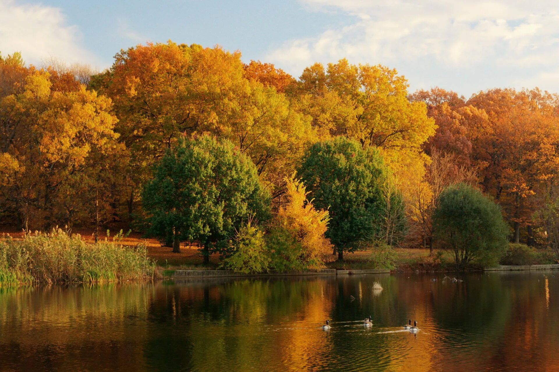 Картинки осень природа. Золотая осень в Павловске. Осенняя природа. Осенний пейзаж. Природа осень.