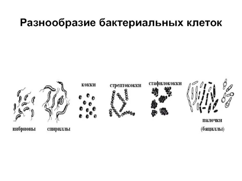 Формы бактерий 5 класс рисунок. Формы бактерий схема. По форме клетки бактерии бывают. Классификация бактерий по форме 5 класс. 6 групп бактерий