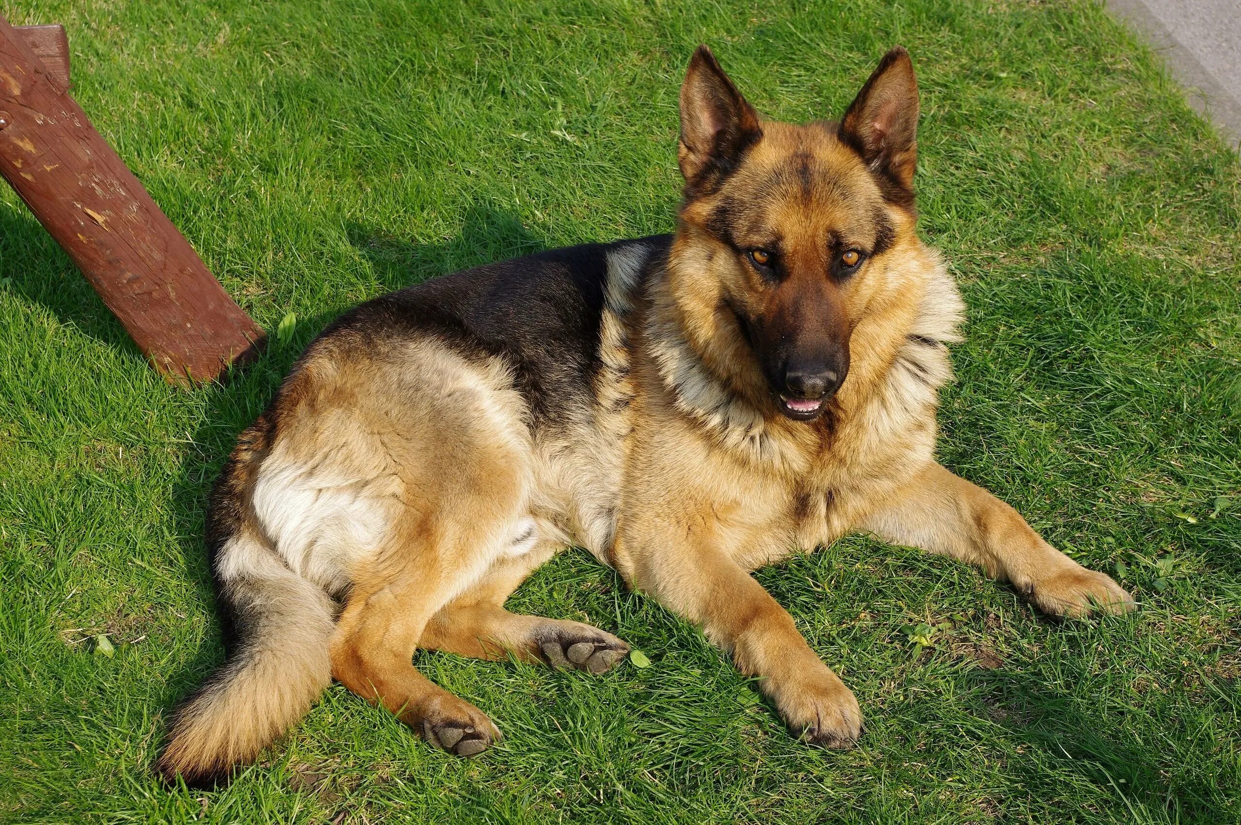 Джерман Шеферд. Баварская овчарка Shepherd. German Shepherd немецкая овчарка. Немецкая овчарка Шепард. Породистые собаки ищут