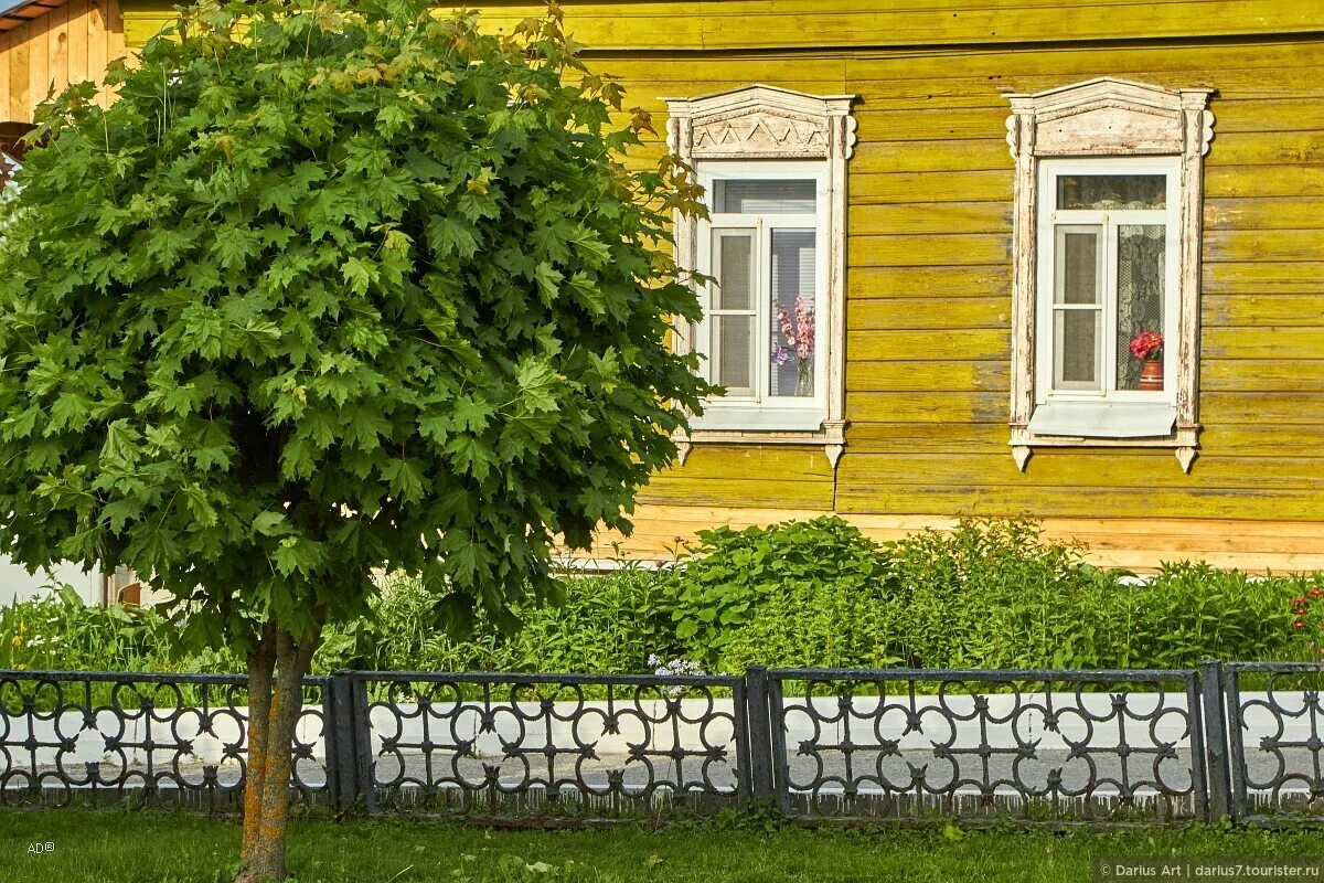 У старой липы стоявшей перед домом. У старой липы стоявшей перед домом. Куда посадить липу на участке. Красиво обрезать липу. У старой липы стоявшей перед домом.