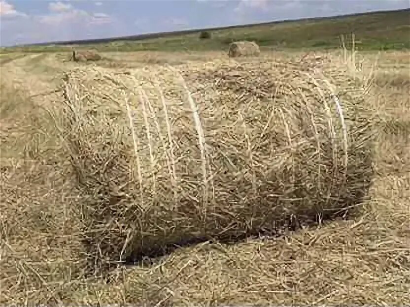 Саратовский область сена