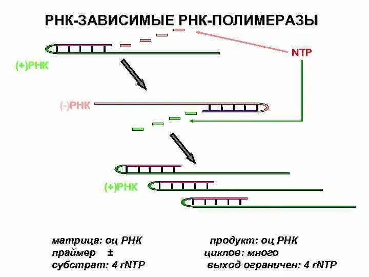 Структура ДНК зависимой РНК полимеразы. Внутриклеточная локализация ДНК-зависимой РНК-полимеразы.