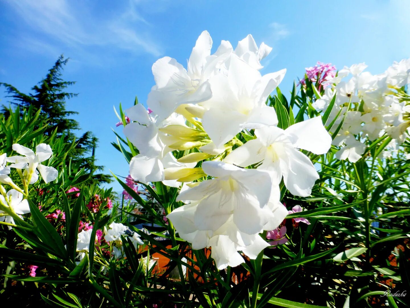 Белый олеандр книга читать. Белый Олеандр цветок. Олеандр белый куст. Олеандр в Черногории. Олеандр и море.