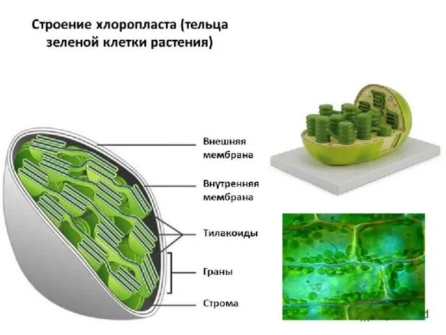 Организмы с хлоропластами