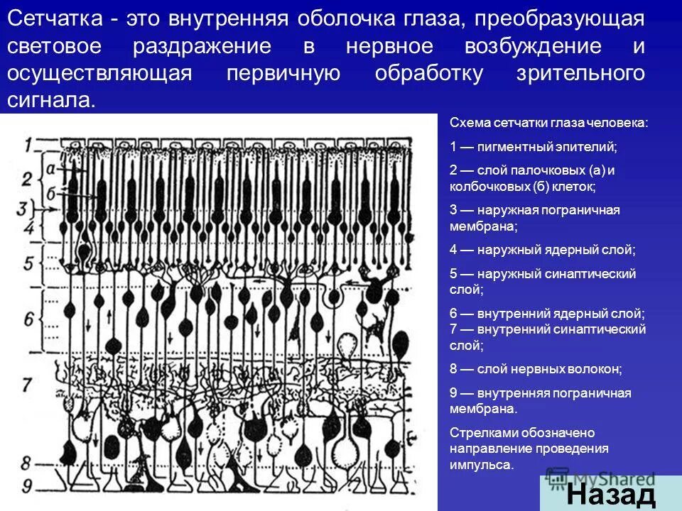 Диабетическая ретинопатия сетчатки. Пятнистая сетчатка кандори. Формирование сетчатки глаза. Эмбриогенез органа зрения. Эмбриогенез органа зрения.