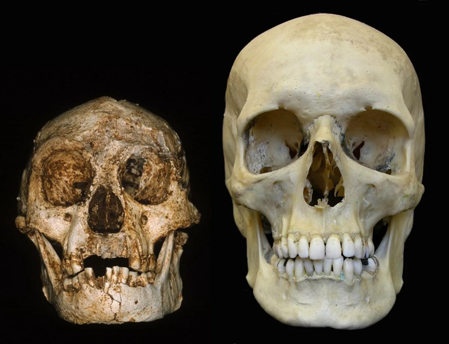 Флоресский homo floresiensis —. Флоресский человек череп.