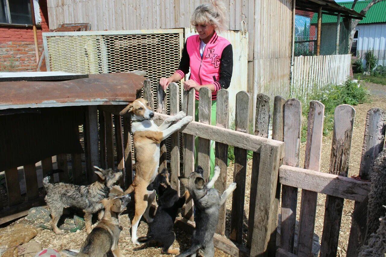 Приют для животных салехард. Причальная 5 пермь приют для животных. Пермский приют животных. Муниципальный приют для животных пермь соликамская 271. Приют для собак в добрянке пермский край.