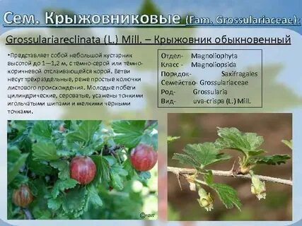 Крыжовник кратко