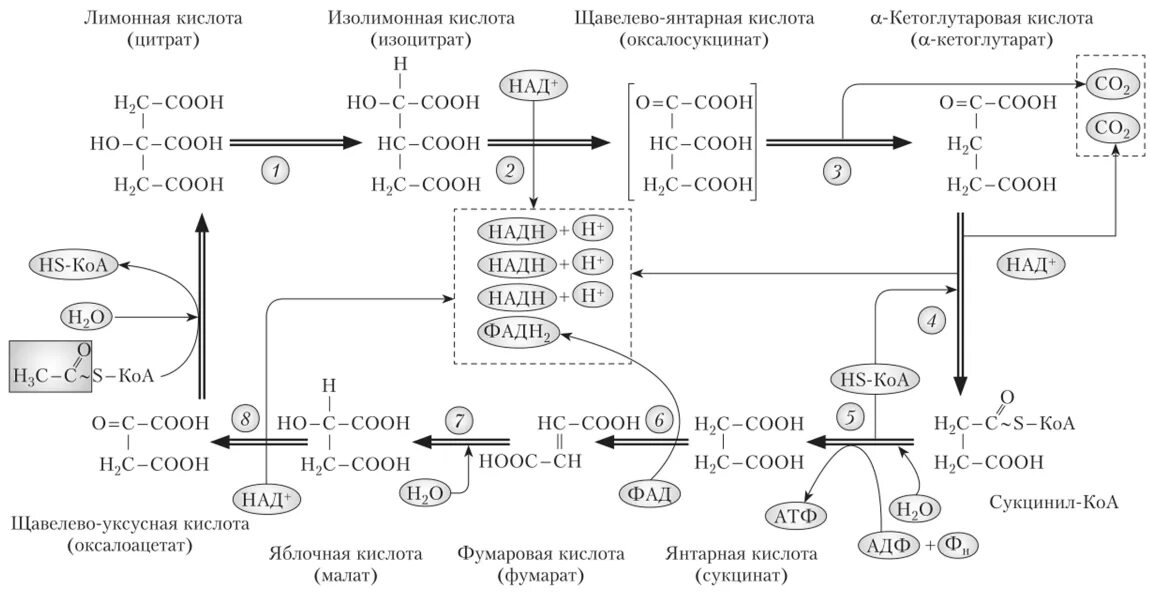 Окисление в биосинтезе. Схема биосинтеза лимонной кислоты в цикле трикарбоновых кислот. Окислительные реакции цикла Кребса. Цикл Кребса биохимия. Цикл Кребса биохимия реакции.