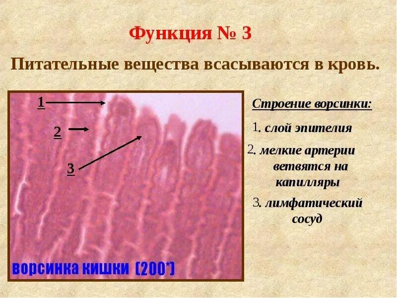 Функция ворсинок тонкого кишечника. Питательные вещества высасывают в кровь. Питательные вещества всасываются в кровь. Ворсинки строение и функции. Основное всасывание питательных веществ в кровь.