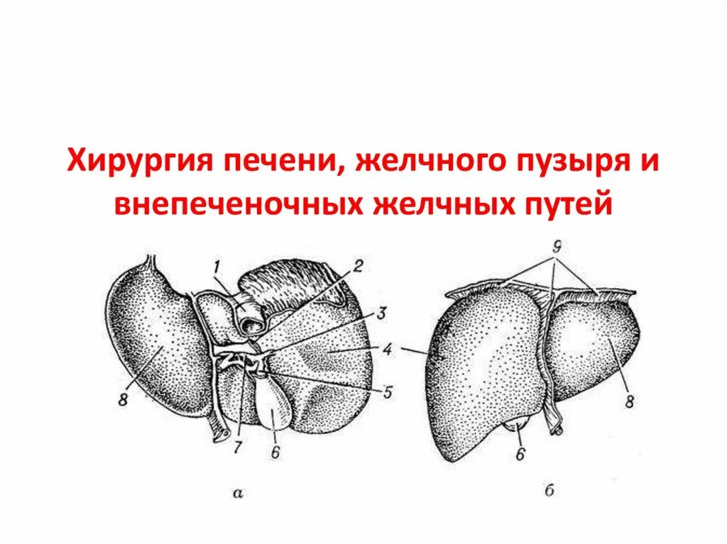 Область печени и желчного пузыря. Сегменты печени и желчный пузырь. печень и желчный пузырь анатомия. строение печени по сегментам. печень и желчный пузырь рисунок.