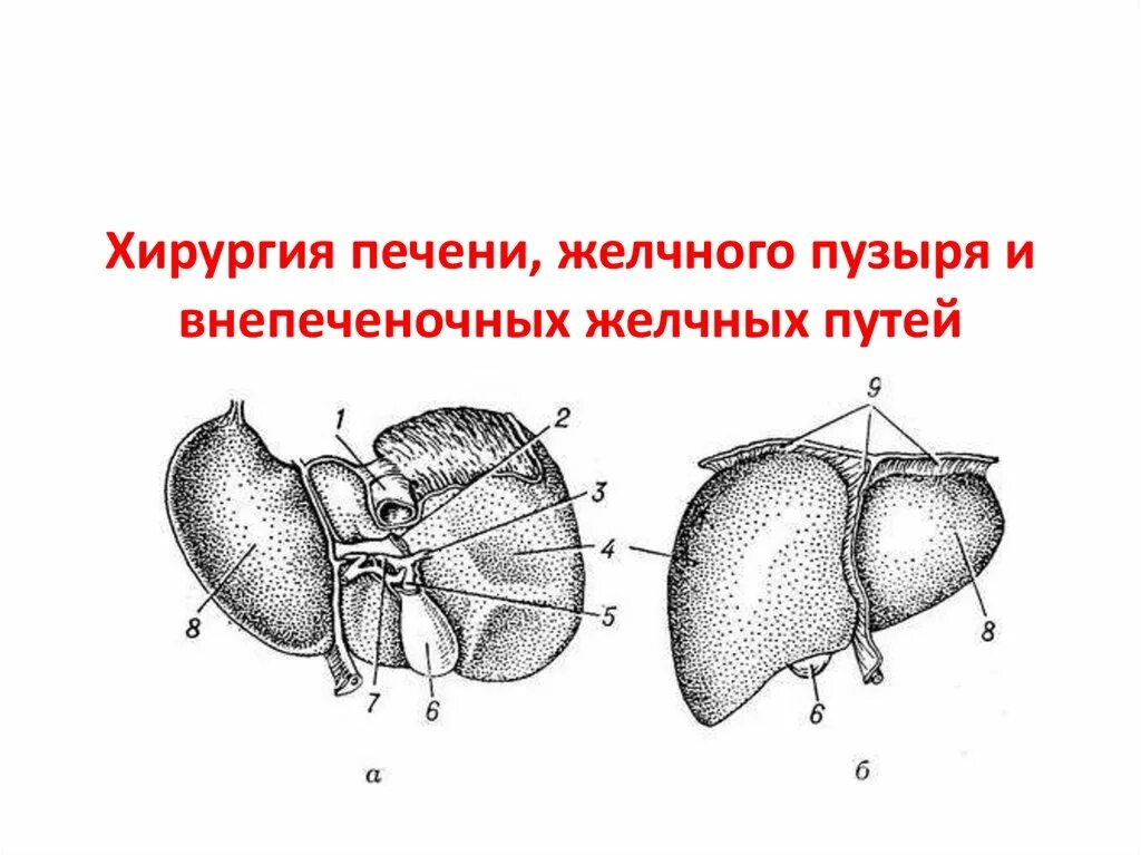 Печень сегменты и желчный пузырь. Печень и желчный пузырь анатомия. Строение печени по сегментам. Печень и желчный пузырь рисунок.