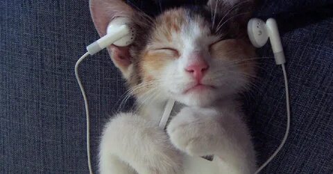 Чудо кот слушать