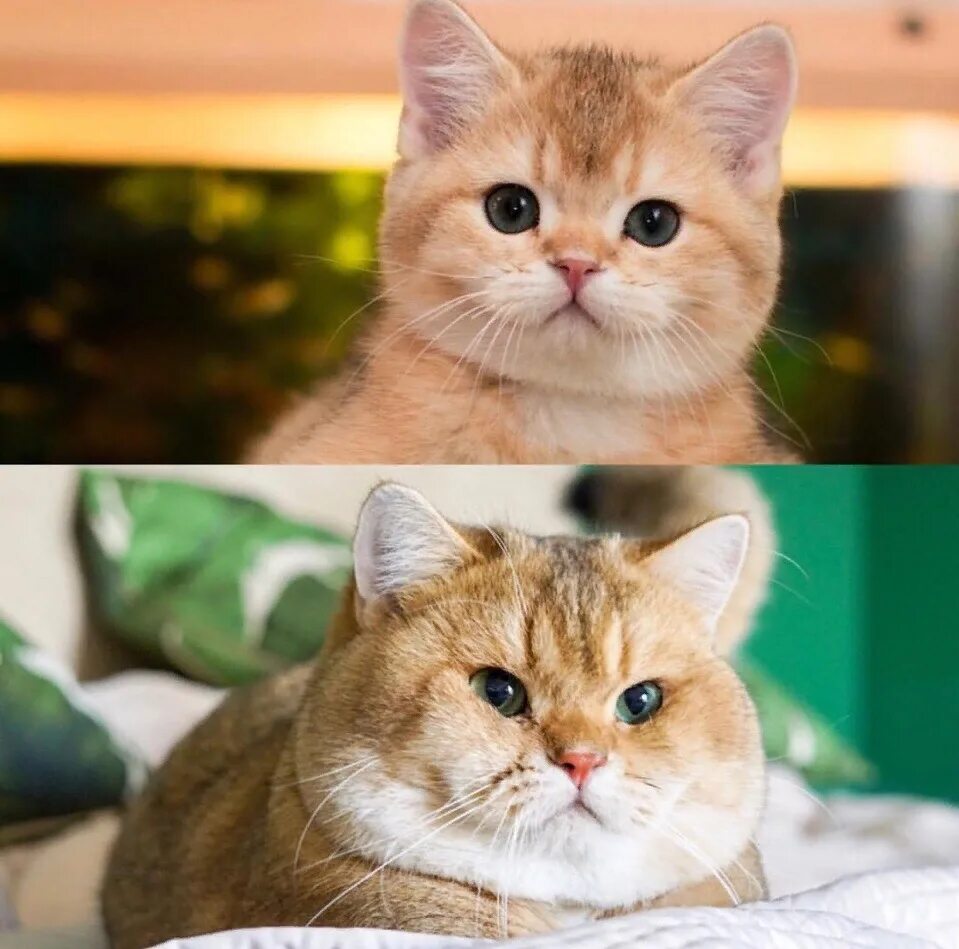 Немного кота