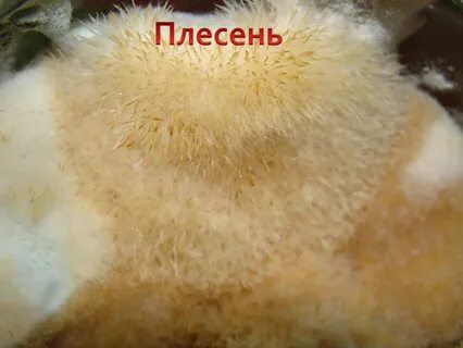 Пушистая плесень