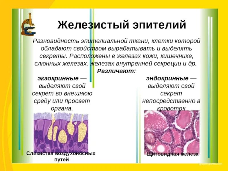 Группы железистых клеток. Железистый эпителий строение. Железистый эпителий строение желез. Железистый эпителий функции. Железистый эпителий строение и функции.