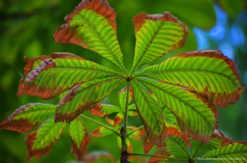 Каштан конский жилкование листа. Форма листьев каштана. Листья молодого каштана. Каштан саженец. Жилкование листа каштана.