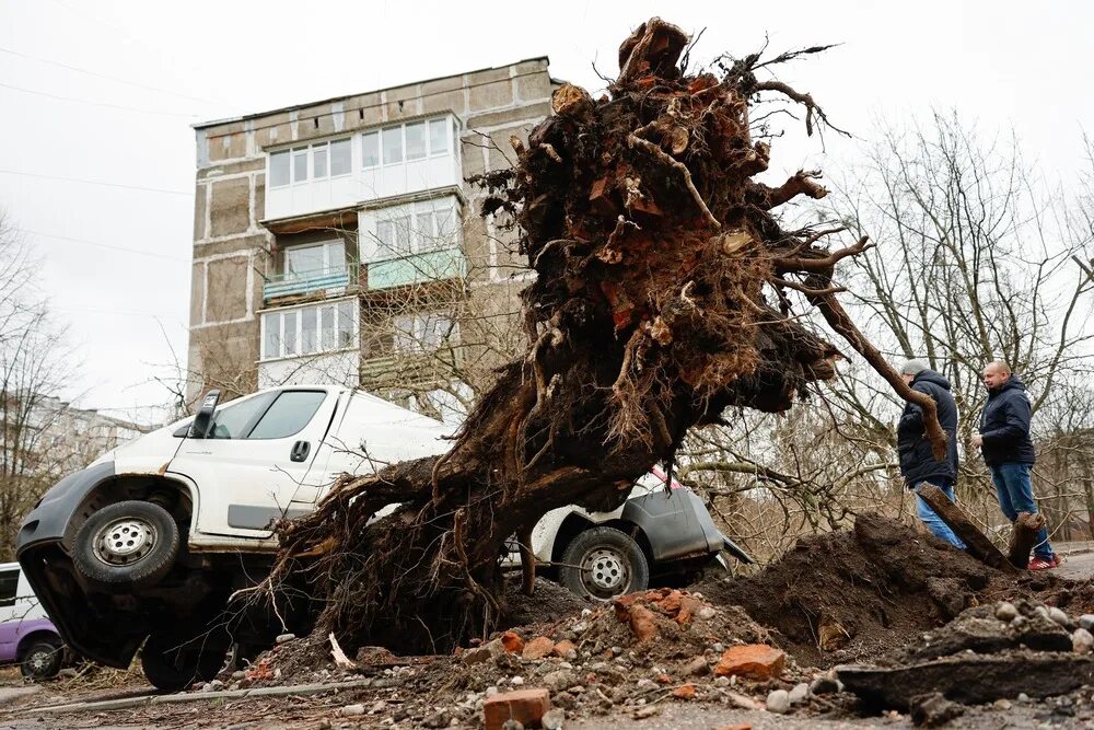 Дерево сильная буря. Ураган в Калининграде 2022. Штормовой ветер в Калининграде. Сегодня в Калининграде ураган ураган. Торнадо в Калининграде.