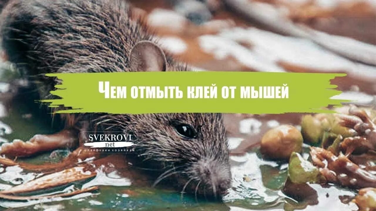 Как отмыть от мышей. Чем отмыть клей для мышей. чем убрать клей от мышей. чем оттереть клей от мышей. как убрать крысиный клей с одежды.