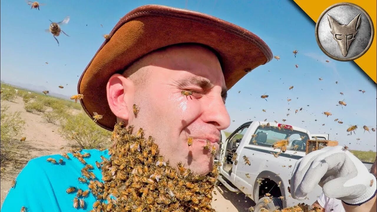 Нападения ос. Лицо пчелы. Пчелы атакуют. Лицо шершня.