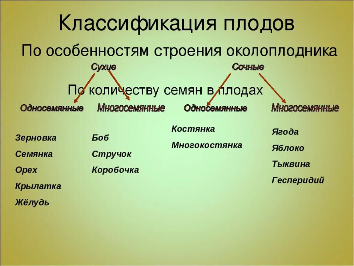 Классификация плодов по строению околоплодника. Классификация сухих плодов 6 класс биология. Классификация плодов ботаника 6 класс. Строение и классификация плодов и семян. Особенности околоплодника