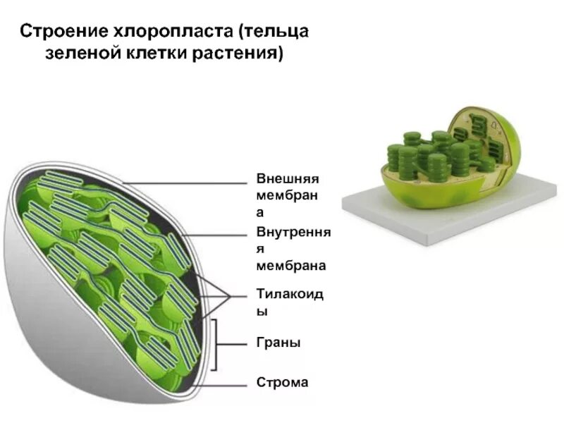 Понятие хлоропласт. Хлоропласты Строма тилакоиды граны. Строение хлоропласта растительной клетки. Строение клетки хлоропласты. Строма и тилакоиды.