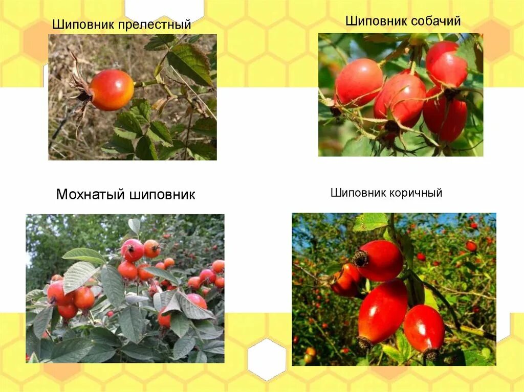 Какой тип питания характерен для шиповника собачьего. Шиповник собачий плоды. Шиповник коричный и собачий отличия. Шиповник Майский и собачий отличия. Плоды шиповника коричного.