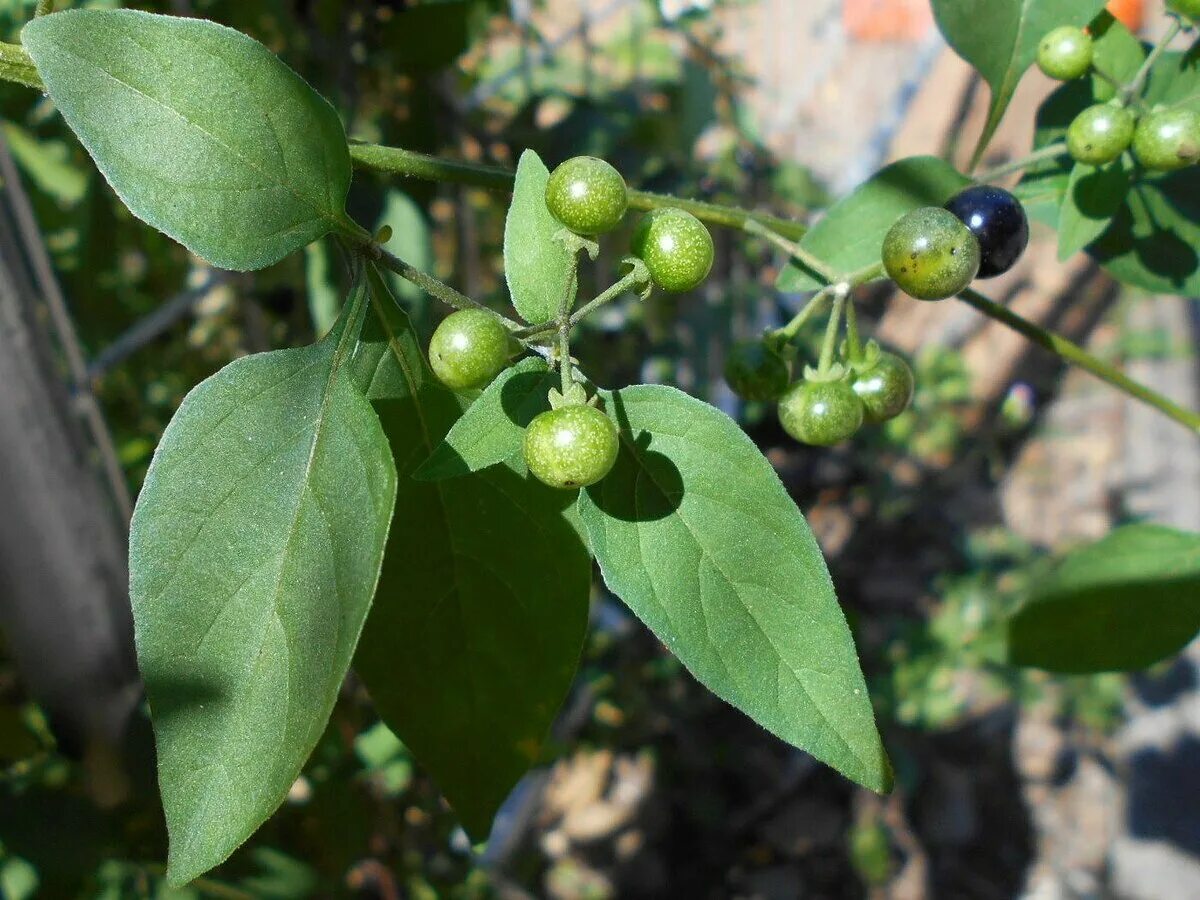 Паслен черный род. Паслён чёрный. Паслен ягода. Паслен черный (Solanum nigrum). Паслен Дальневосточный.