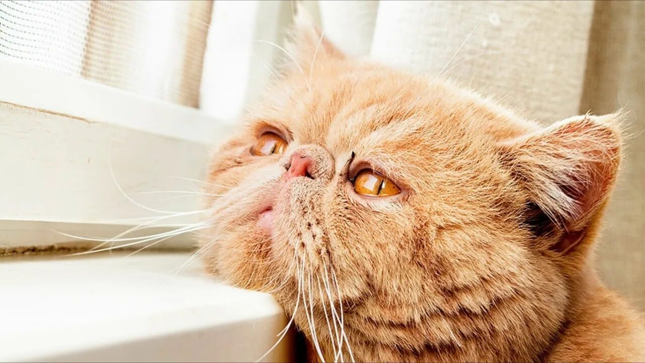 Котенок устал
