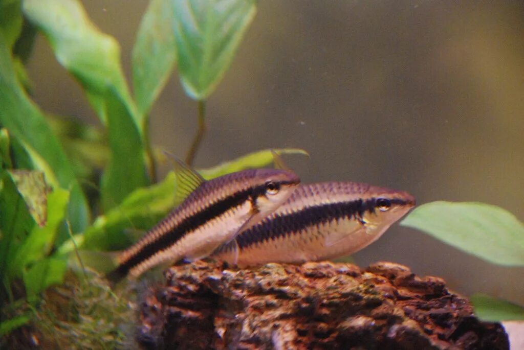 бородоеды аквариумные