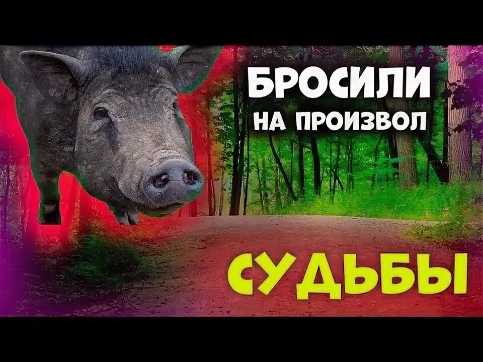 Спасение брошенной. Спасение брошенной