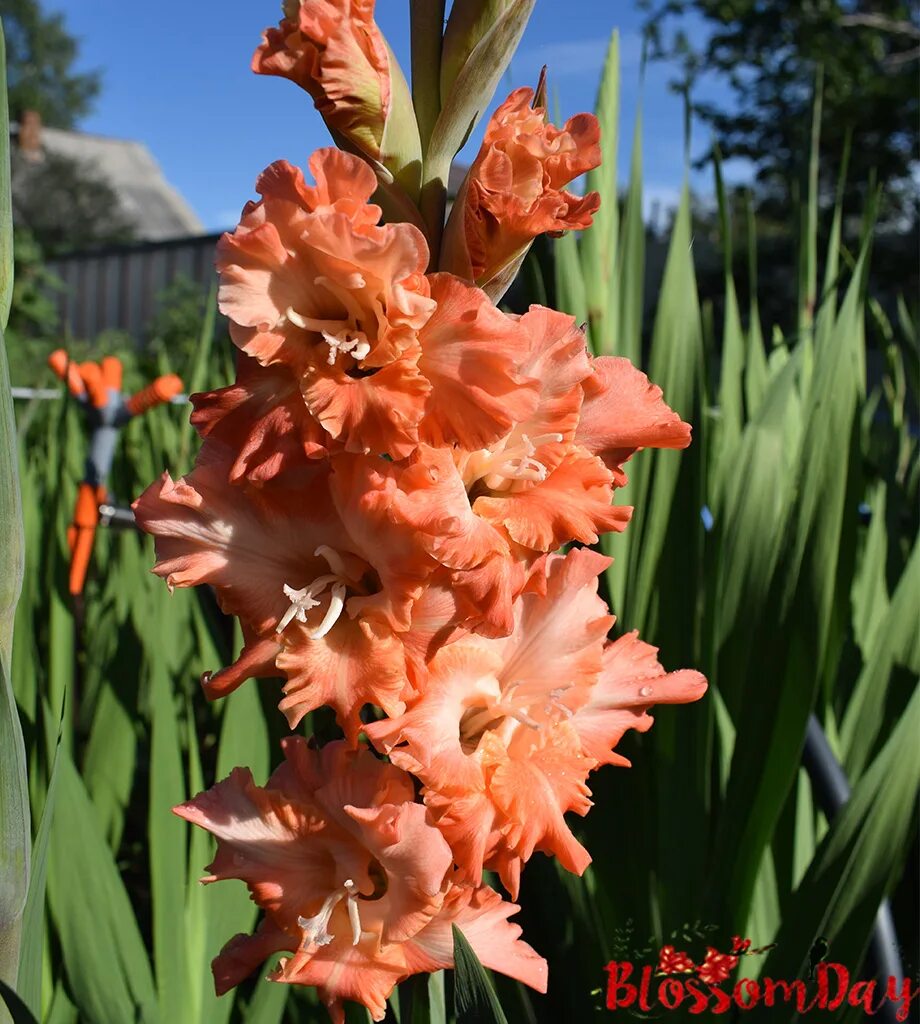 гладиолус мадам баттерфляй. гладиолус диева давана. гладиолус frizzled coral lace. гладиолус frizzle butterfly. гладиолусы фриззл.