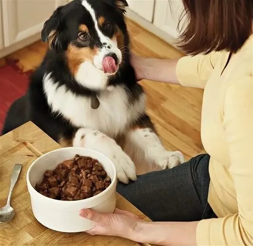 Можно кормить собаку консервами. Собака для рекламы натурального корма для собак. Миска с кормом для собак. Можно кормить собаку консервами. Можно кормить собаку консервами.