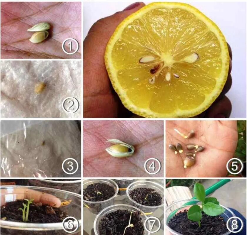 Проращивание лимонных косточек. Росток лимона из косточки. Простить косточку лимона. Посадить костлчки Димон.