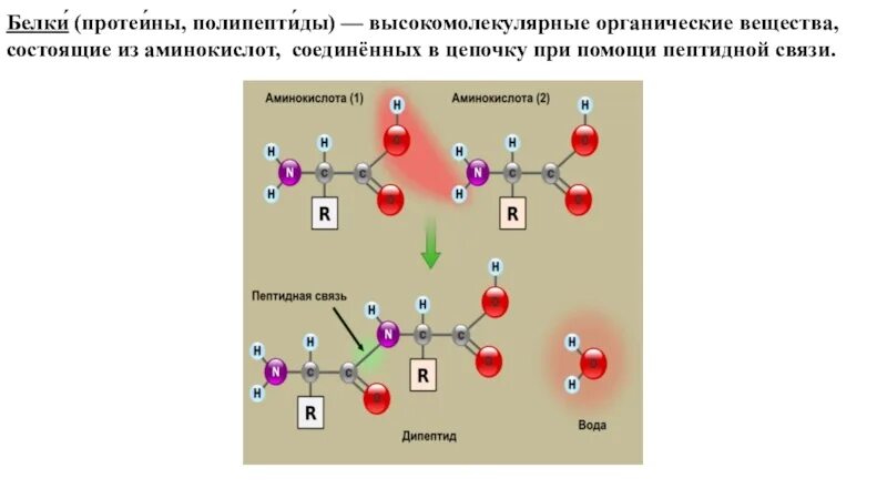 Белок высокомолекулярное соединение. Белки (протеины, полипептиды). Белки ( протеины, полипептиды ) высокомолекулярные. Презентация урока белки 10 класс химия. Белки пептидная связь полипептиды.