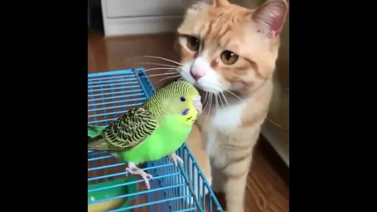 Попугай и кот. Дружба кота и попугая.