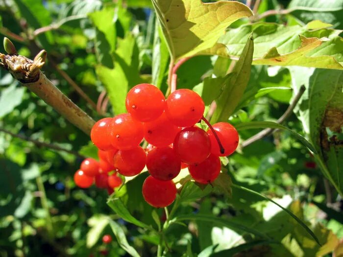 Горькая калина минус. Горькая ягода. Горькая калина минус. Калина ноты. Горькая калина минус.