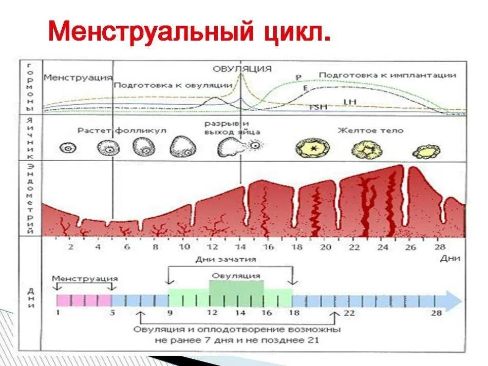 Почему меняется время месячных
