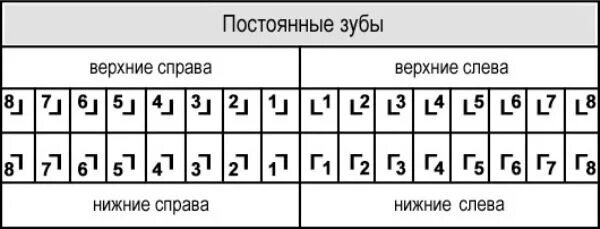 Схема нумерации. Схема нумерации зигмонди — палмера. система зигмонди-палмера обозначения зубов. зубная формула зигмонди палмера. квадратно-цифровая система зигмонди-палмера.