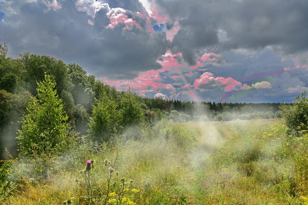 Воздух пахнет дождем. Природа после грозы. Природа после дождя. Летний дождь. Пасмурное летнее утро.