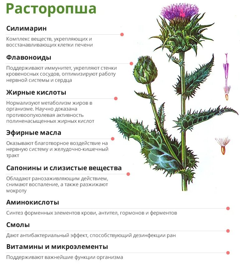 Расторопша для чего применяется взрослым. Шрот расторопши инструкция. Чертополох характеристика растения. Pl расторопша таб. Таб.