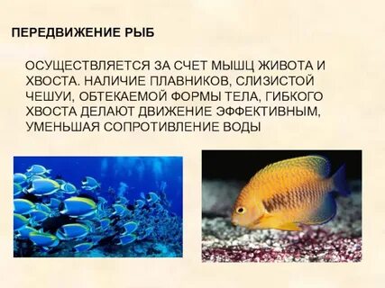 Особенности передвижения рыб